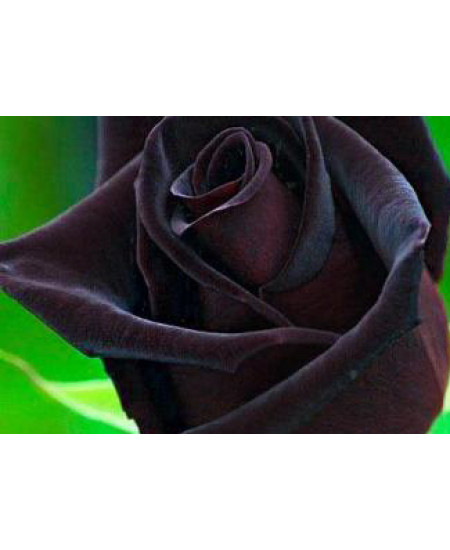 Роза чайно-гибридная Блек меджик Роза чайно-гибридная Блек меджик