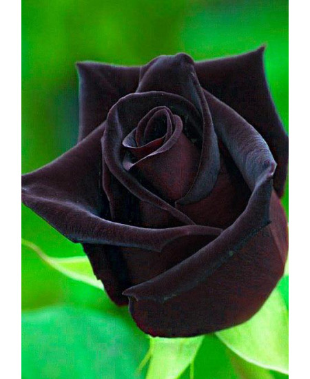 Роза чайно-гибридная Блек меджик Роза чайно-гибридная Блек меджик