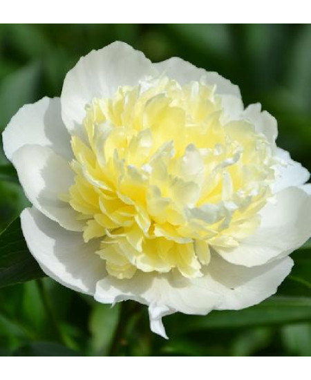 Пион Лаура Дессерт Пион Лаура Дессерт