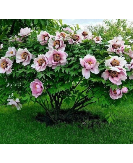 Пион древовидный Анастасия Сосновец Пион древовидный Анастасия Сосновец