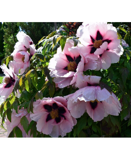 Пион древовидный Анастасия Сосновец Пион древовидный Анастасия Сосновец