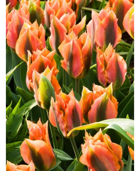 Тюльпан зеленоцветный "Артист" (Artist) 3шт в упаковке (размер 12\+) Тюльпан зеленоцветный "Артист" (Artist) 3шт в упаковке (размер 12\+)