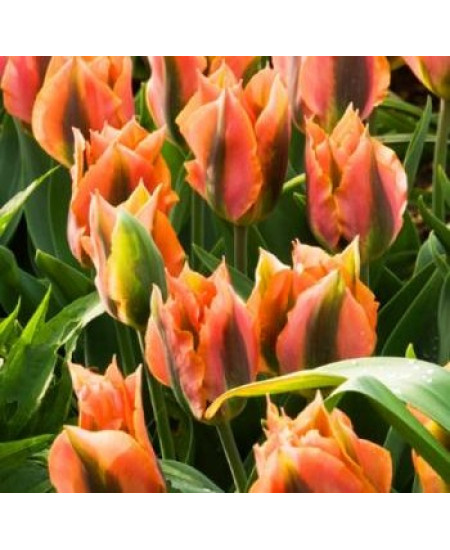 Тюльпан зеленоцветный "Артист" (Artist) 3шт в упаковке (размер 12\+) Тюльпан зеленоцветный "Артист" (Artist) 3шт в упаковке (размер 12\+)