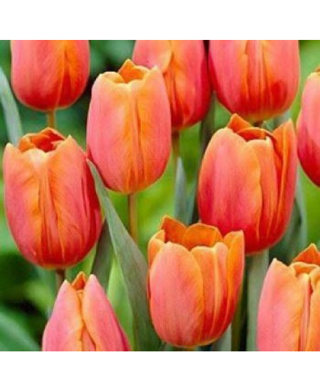 Тюльпан "Orange Toronto" 3шт в упаковке Тюльпан "Orange Toronto" 3шт в упаковке