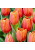 Тюльпан "Orange Toronto" 3шт в упаковке Тюльпан "Orange Toronto" 3шт в упаковке