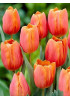 Тюльпан "Orange Toronto" 3шт в упаковке Тюльпан "Orange Toronto" 3шт в упаковке