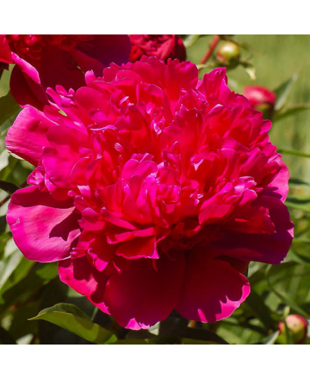 Пион травянистый Биг Бен Пион травянистый Биг Бен