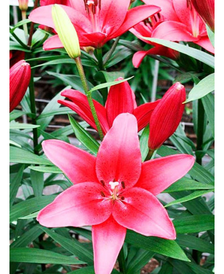 Лилия ла-гибрид "Батистеро" (Batistero) 3шт в упаковке (размер 16/18) Лилия ла-гибрид "Батистеро" (Batistero) 3шт в упаковке (размер 16/18)