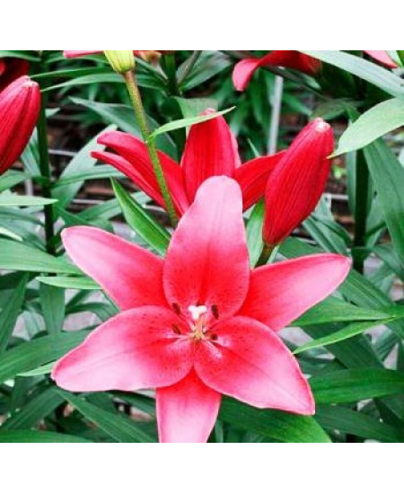 Лилия ла-гибрид "Батистеро" (Batistero) 3шт в упаковке (размер 16/18) Лилия ла-гибрид "Батистеро" (Batistero) 3шт в упаковке (размер 16/18)