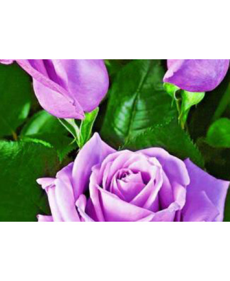 Роза чайно-гибридная Бархатная ночь Роза чайно-гибридная Бархатная ночь