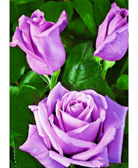 Роза чайно-гибридная Бархатная ночь Роза чайно-гибридная Бархатная ночь