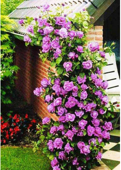 Роза плетистая Индиголетта