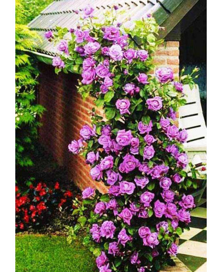 Роза плетистая Индиголетта Роза плетистая Индиголетта