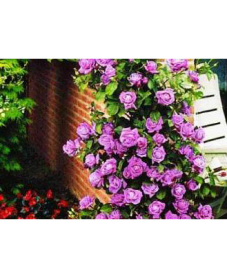 Роза плетистая Индиголетта Роза плетистая Индиголетта