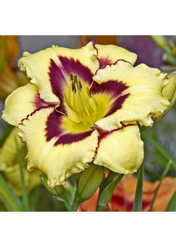 Лилейник Эль Десперадо