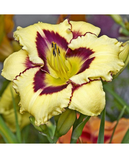 Лилейник Эль Десперадо Лилейник Эль Десперадо