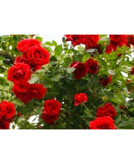 Роза плетистая Сантана Роза плетистая Сантана