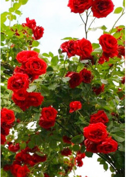 Роза плетистая Сантана