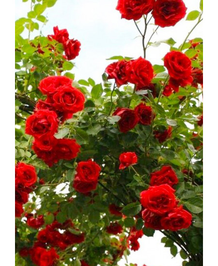 Роза плетистая Сантана Роза плетистая Сантана