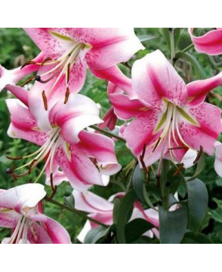 Лилия от-гибрид "Анастасия" (Anastacia) 3шт в упаковке (размер 16\18) Лилия от-гибрид "Анастасия" (Anastacia) 3шт в упаковке (размер 16\18)