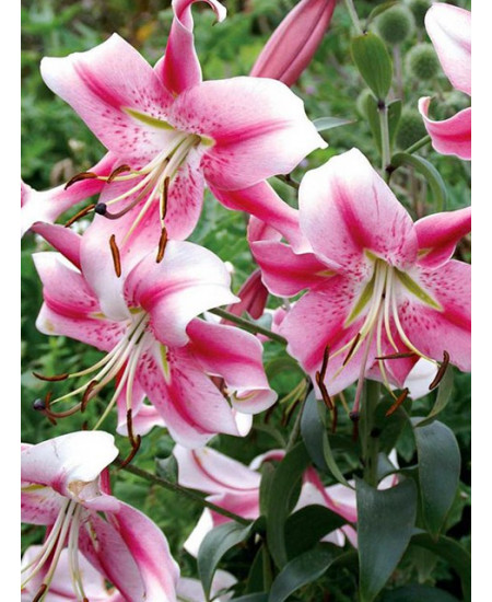 Лилия от-гибрид "Анастасия" (Anastacia) 3шт в упаковке (размер 16\18) Лилия от-гибрид "Анастасия" (Anastacia) 3шт в упаковке (размер 16\18)