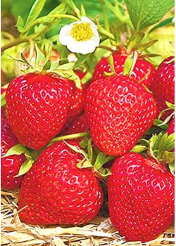 Клубника Мара де буа (Упаковка 5шт)