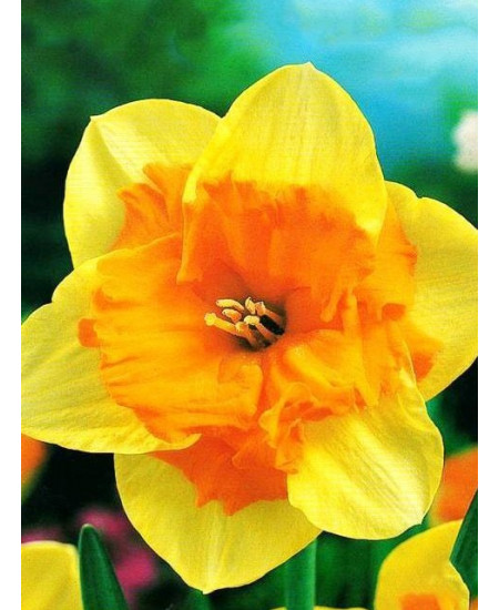 Нарцисс "Mondragon" 3шт в упаковке Нарцисс "Mondragon" 3шт в упаковке