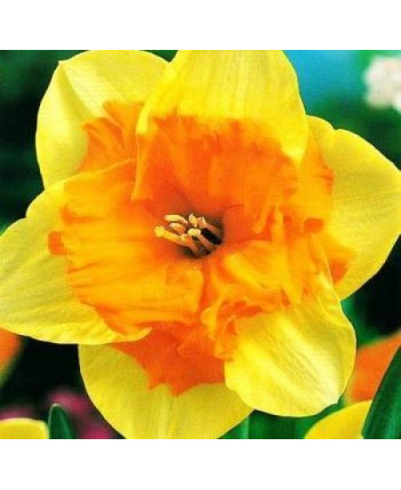 Нарцисс "Mondragon" 3шт в упаковке Нарцисс "Mondragon" 3шт в упаковке