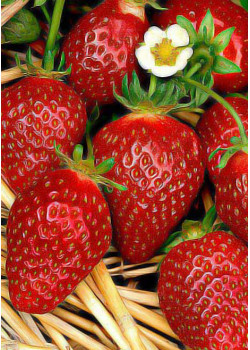 Клубника Клери (Упаковка 5шт)