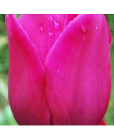 Тюльпан триумф "Дон Кихот" (Don Quichotte) 3шт в упаковке (размер 11\12) Тюльпан триумф "Дон Кихот" (Don Quichotte) 3шт в упаковке (размер 11\12)