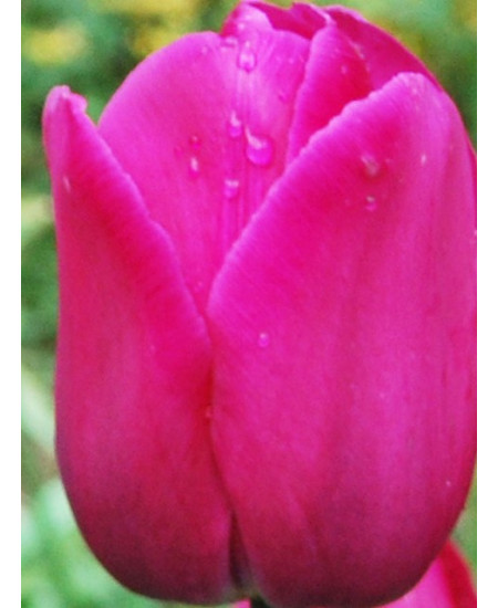 Тюльпан триумф "Дон Кихот" (Don Quichotte) 3шт в упаковке (размер 11\12) Тюльпан триумф "Дон Кихот" (Don Quichotte) 3шт в упаковке (размер 11\12)