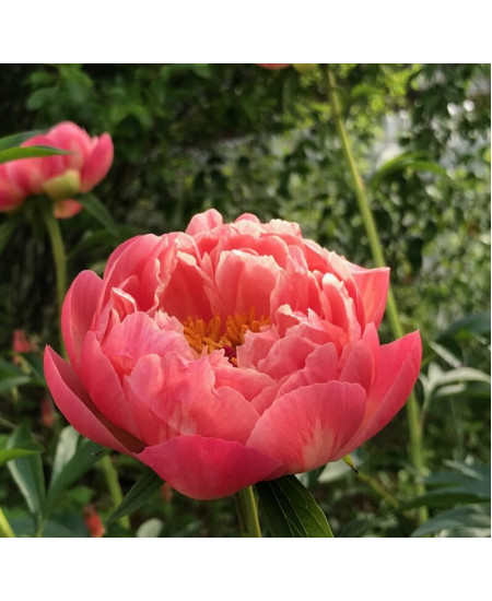 Пион Корал Шарм Пион Корал Шарм