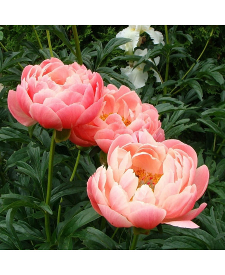 Пион Корал Шарм Пион Корал Шарм