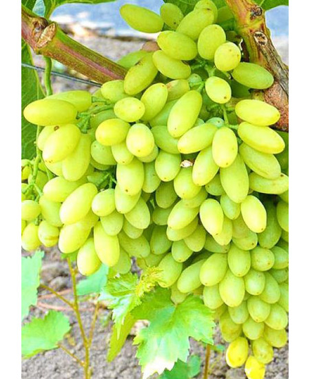 Виноград Тимур Виноград Тимур