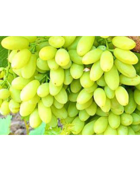 Виноград Тимур Виноград Тимур