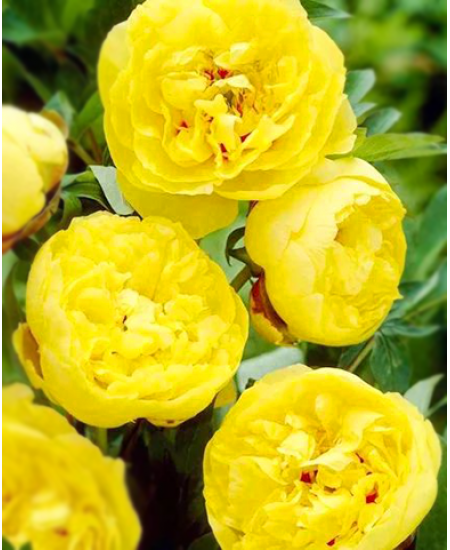 Пион травянистый Йуллоу Краун Пион травянистый Йуллоу Краун