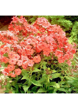 Флокс метельчатый Оранж