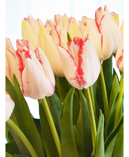 Тюльпан триумф "Бьюти Тренд" (Beauty Trend) 3шт в упаковке (размер 12\+) Тюльпан триумф "Бьюти Тренд" (Beauty Trend) 3шт в упаковке (размер 12\+)