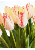 Тюльпан триумф "Бьюти Тренд" (Beauty Trend) 3шт в упаковке (размер 12\+) Тюльпан триумф "Бьюти Тренд" (Beauty Trend) 3шт в упаковке (размер 12\+)