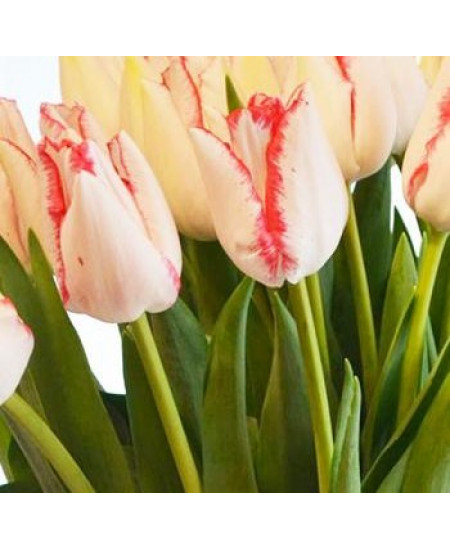 Тюльпан триумф "Бьюти Тренд" (Beauty Trend) 3шт в упаковке (размер 12\+) Тюльпан триумф "Бьюти Тренд" (Beauty Trend) 3шт в упаковке (размер 12\+)