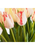 Тюльпан триумф "Бьюти Тренд" (Beauty Trend) 3шт в упаковке (размер 12\+) Тюльпан триумф "Бьюти Тренд" (Beauty Trend) 3шт в упаковке (размер 12\+)