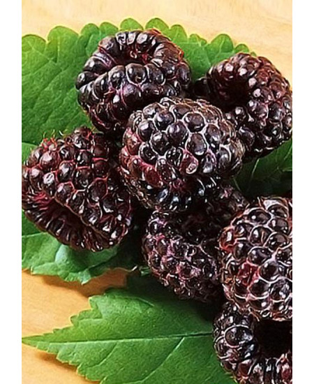 Малино ежевичный гибрид черный "Кумберленд" (ремонтантный сорт, среднеранний срок созревания) Малино ежевичный гибрид черный "Кумберленд" (ремонтантный сорт, среднеранний срок созревания)