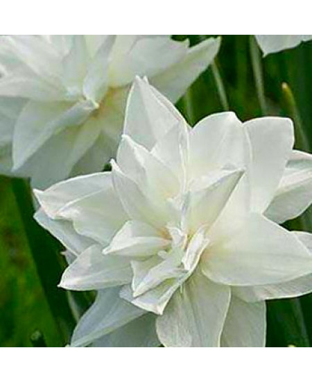 Нарцисс махровый "Уайт Медал" (White Medal) 2шт в упаковке (размер 12\14) Нарцисс махровый "Уайт Медал" (White Medal) 2шт в упаковке (размер 12\14)