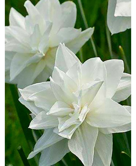 Нарцисс махровый "Уайт Медал" (White Medal) 2шт в упаковке (размер 12\14) Нарцисс махровый "Уайт Медал" (White Medal) 2шт в упаковке (размер 12\14)