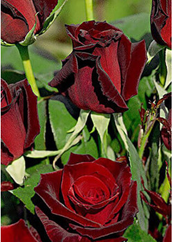 Роза чайно-гибридная Poзa Баркароле