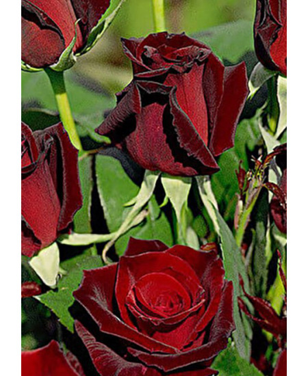 Роза чайно-гибридная Poзa Баркароле Роза чайно-гибридная Poзa Баркароле