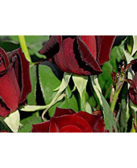 Роза чайно-гибридная Poзa Баркароле Роза чайно-гибридная Poзa Баркароле