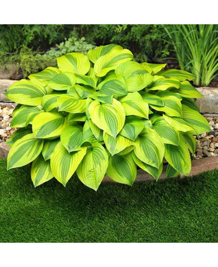 Хоста Вельвет Мун Хоста Вельвет Мун