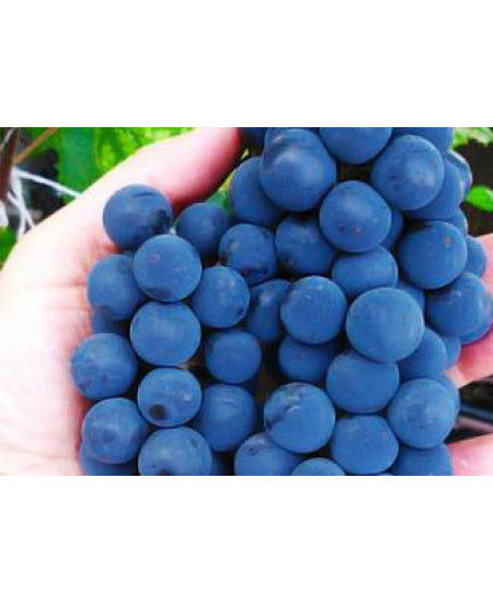 Виноград Альфа Виноград Альфа