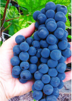 Виноград Альфа